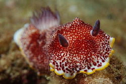 Chromodoris tinctoria. Picture taken on the second reef o... by Anouk Houben 